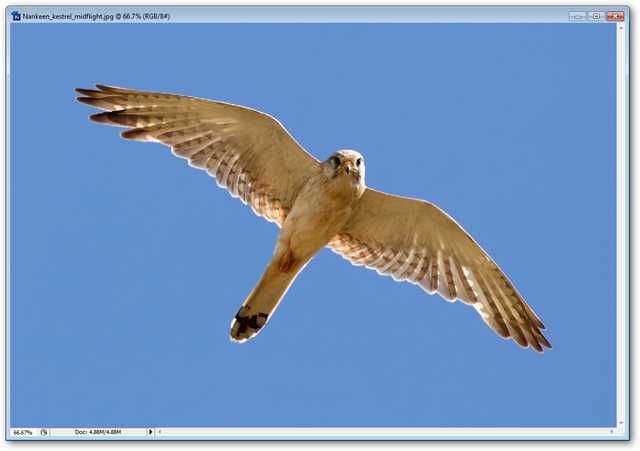 Quickly Remove Backgrounds in Photoshop Using the Magic Eraser