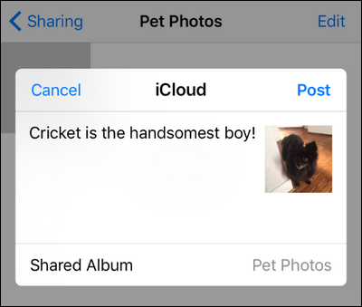 How to Create Shared and Collaborative Photo Albums on Your iPhone