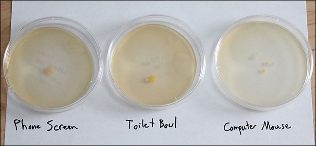 petri dishes growing cultures from a phone screen, toilet, and computer mouse