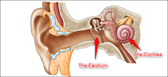 A diagram of the ear. The eardrum (middle ear) and the cochlea (inner ear) are highlighted.