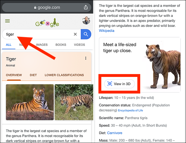 Tiger Google search results and click the "View In 3D" button