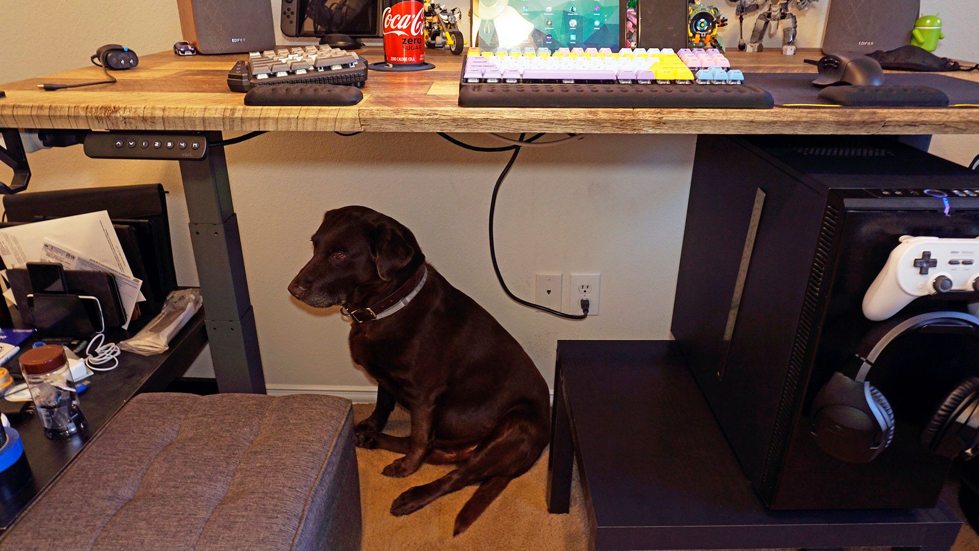 Dog underneath Vari standing desk 