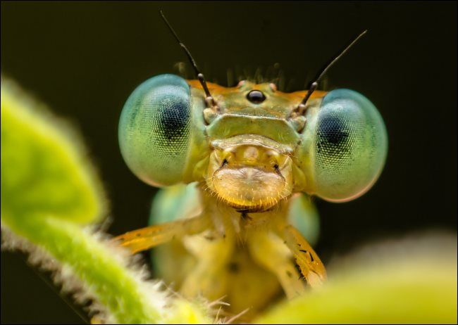 A macro shot of an insect.