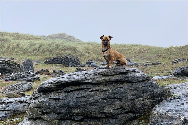 bing the dog on a rock