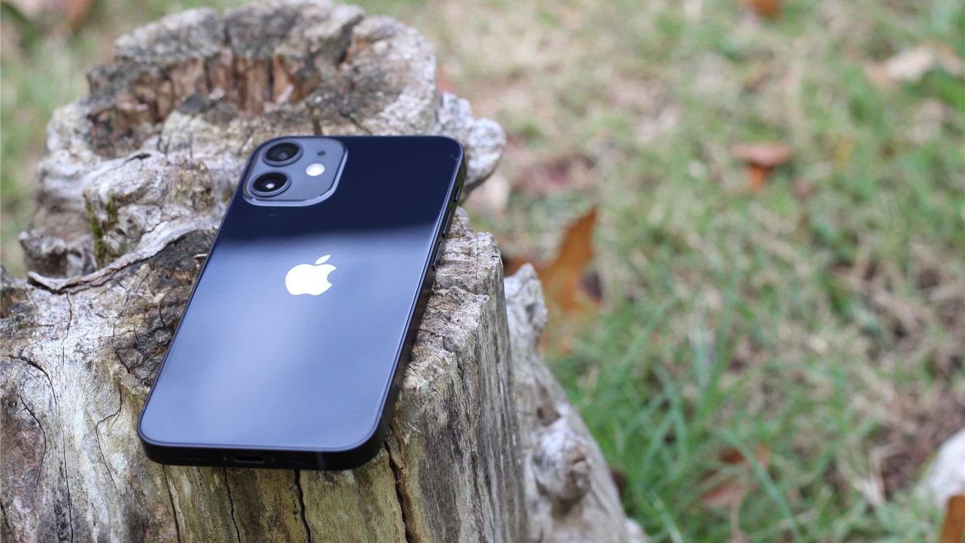 The black iPhone 12 mini lying face down on a tree stump