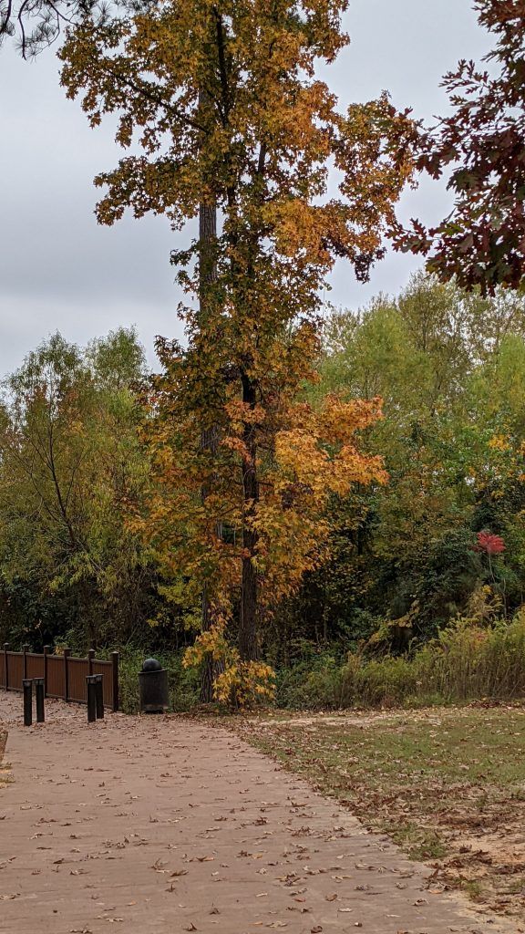 A sample image from the Pixel 5. A walking path and tree with yellow leaves in the distance, zoomed 2x