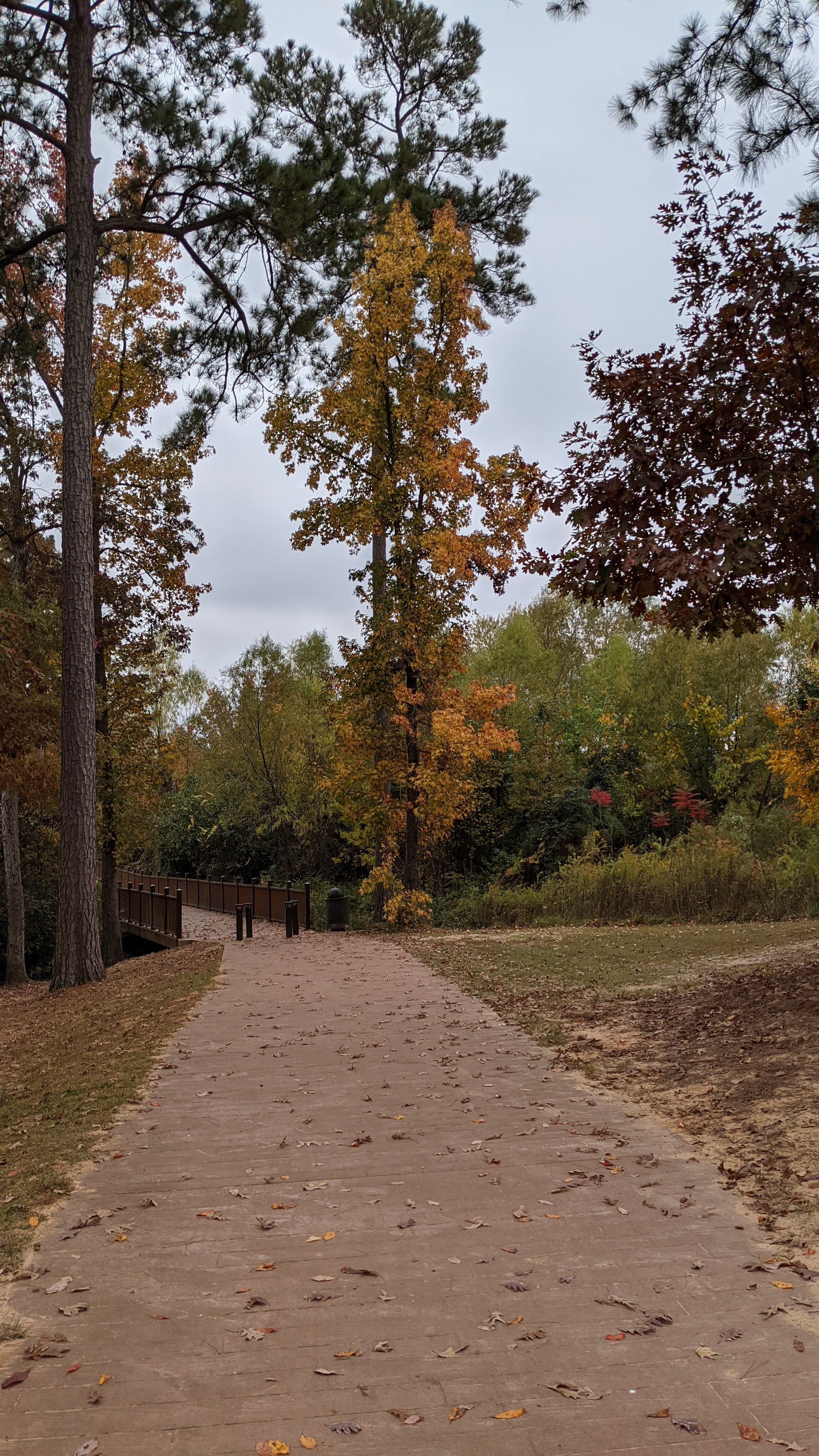 A sample image from the Pixel 5. A walking path and tree with yellow leaves in the distance