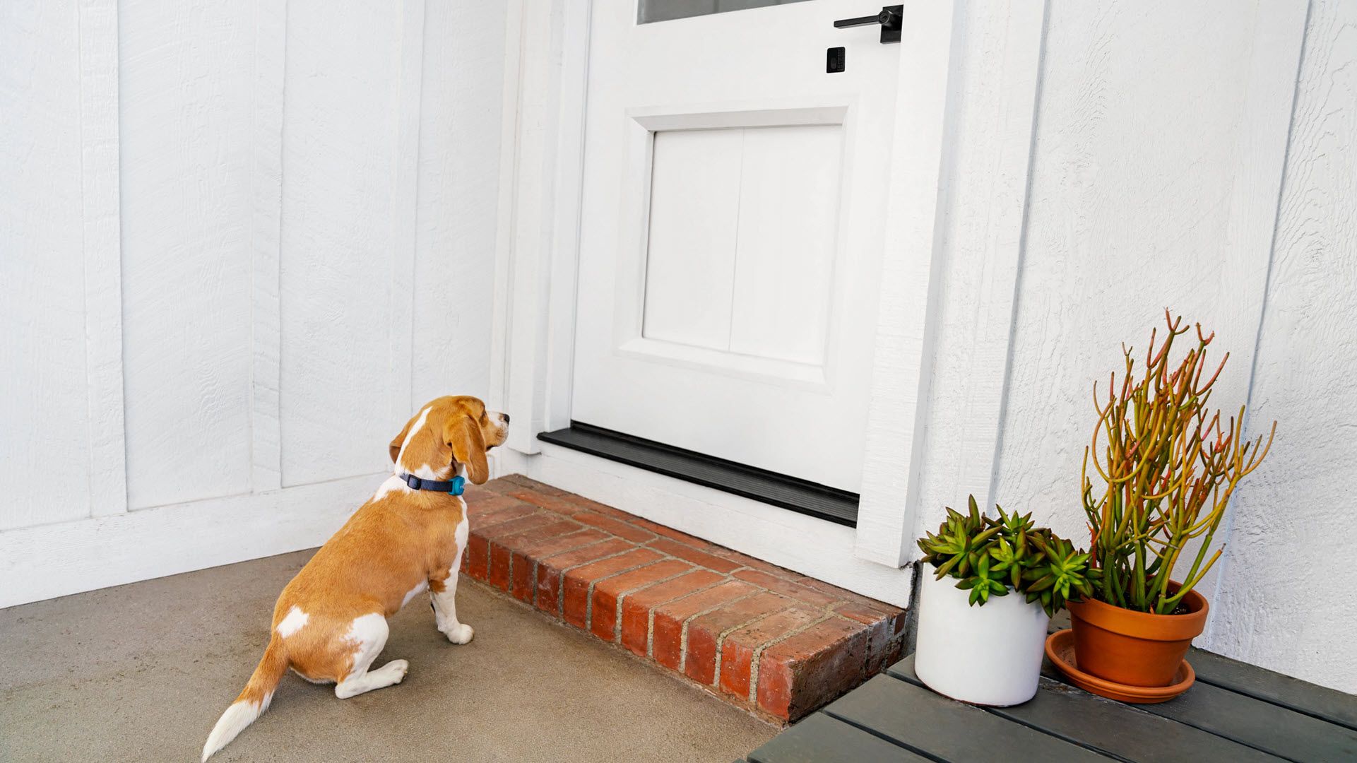 A dog waiting at a door with a seam in the middle.