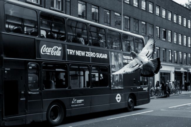 photo showing pigeon in front of a bus demonstrating depth of field