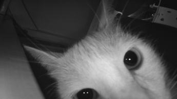 Photo of my cat from Ebo SE's camera