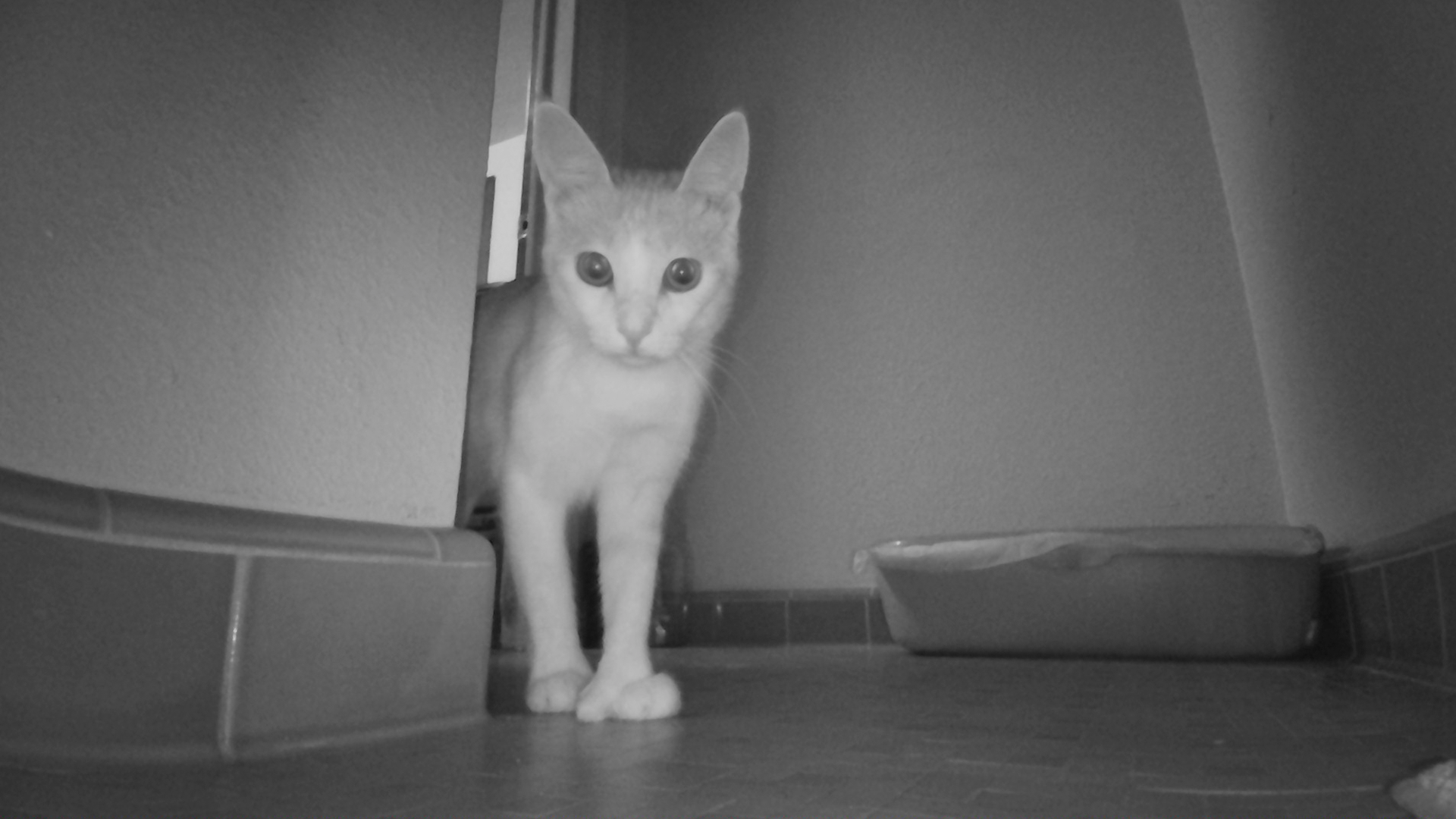 My cat captured by Ebo SE's black and white night vision camera.