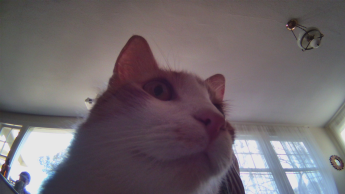 Funny photo of my cat from Ebo SE's camera