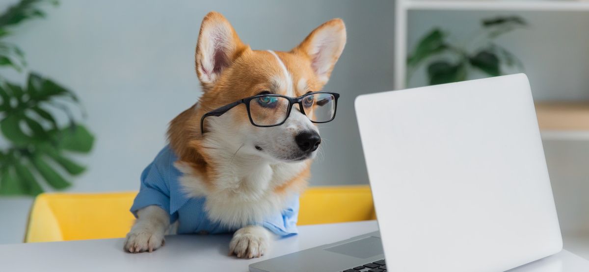 A corgi dog wearing glasses and looking at a laptop computer.