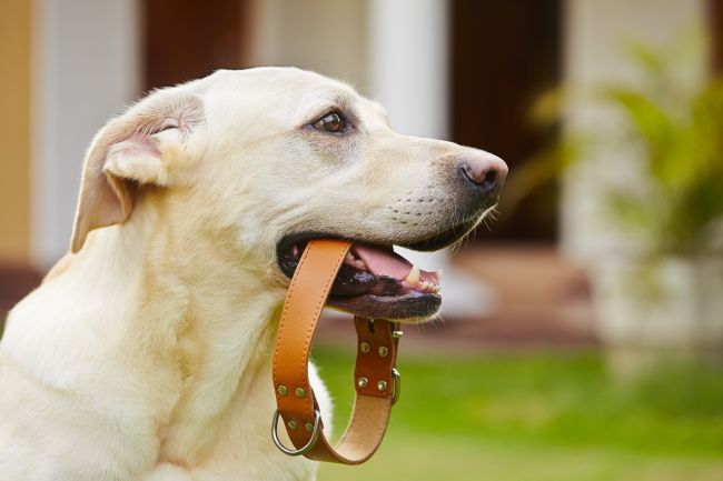 A yellow labrador retriever with a dog collar in its mouth.