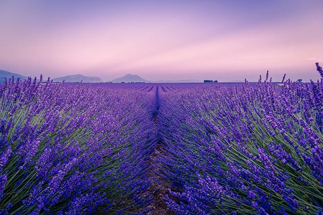 purple flower field 