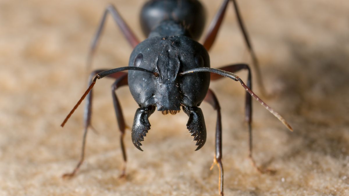 Closeup image of a big black ant with jaws open.