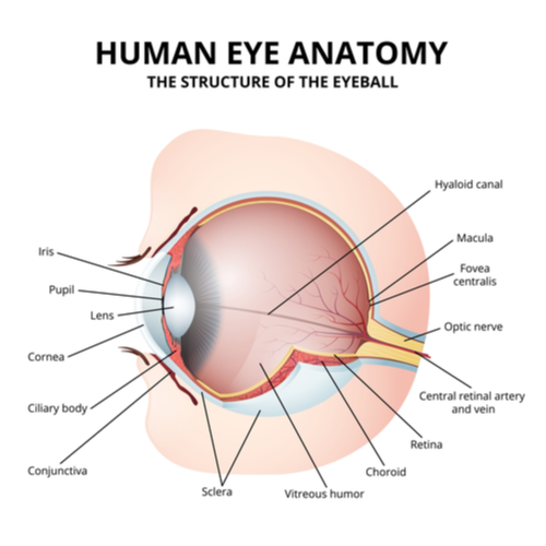 A diagram of the anatomy of the human eye showing the fovea.