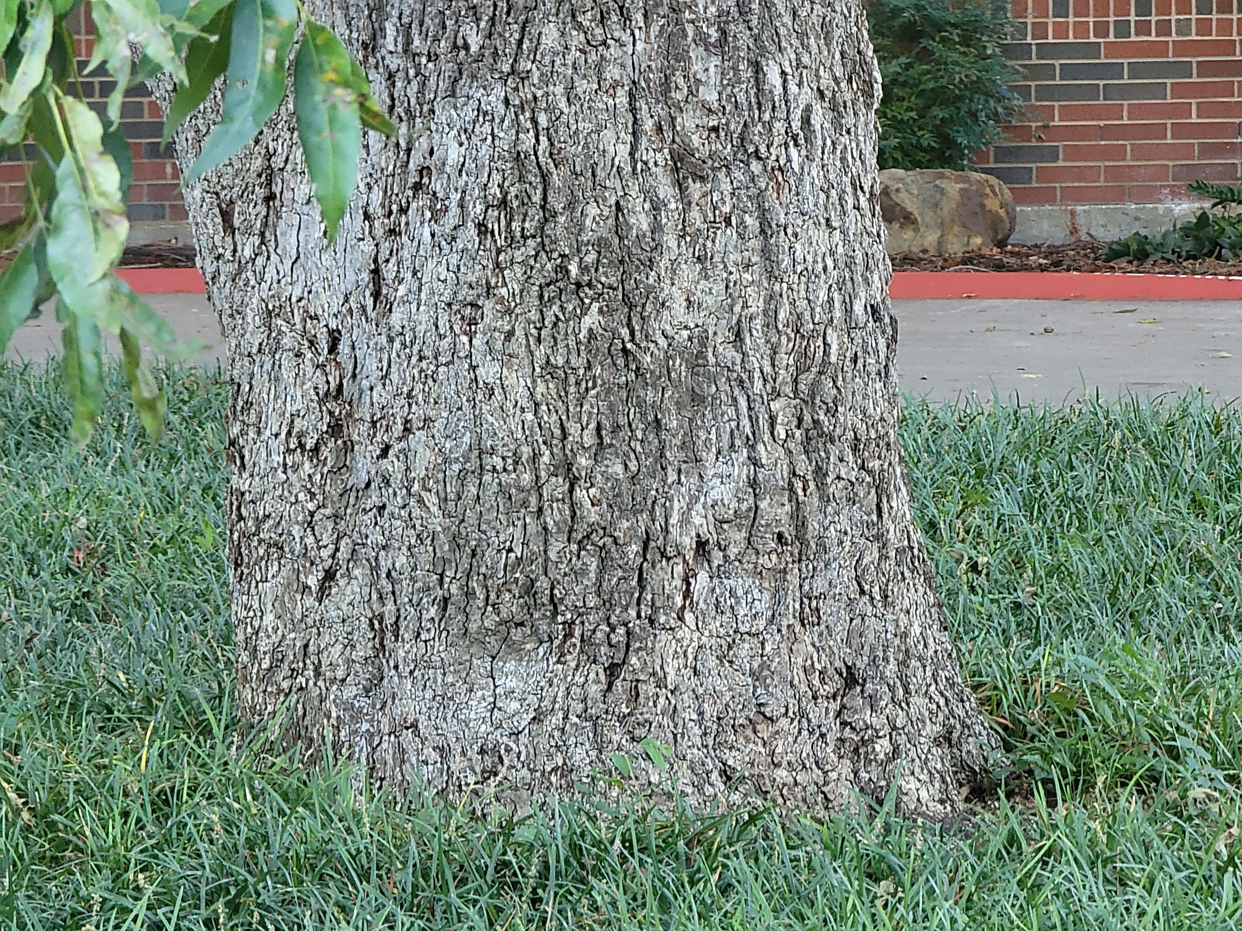 10x telephoto zoomed picture of tree trunk on samsung s21 ultra