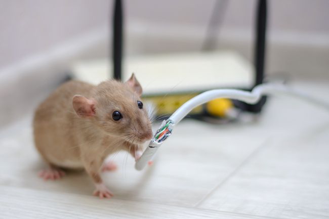 Mouse chewing through an Ethernet cable connected to a home router