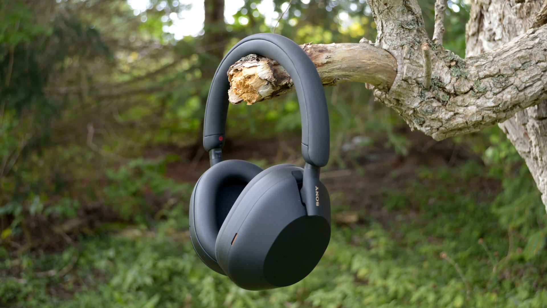 Sony WH-1000XM5 headphone handing in a tree