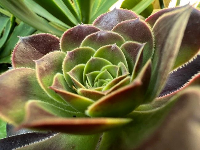 Shooting macro on iPhone 13 Pro