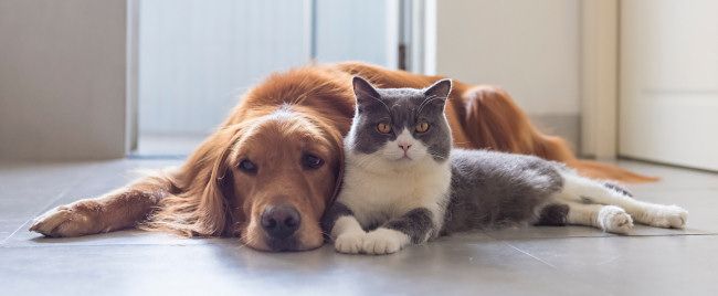 A dog and a cat sitting together.