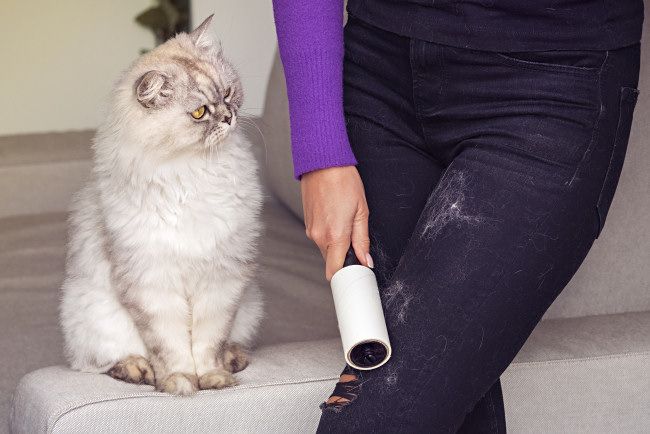 A cat shedding on a woman's jeans.