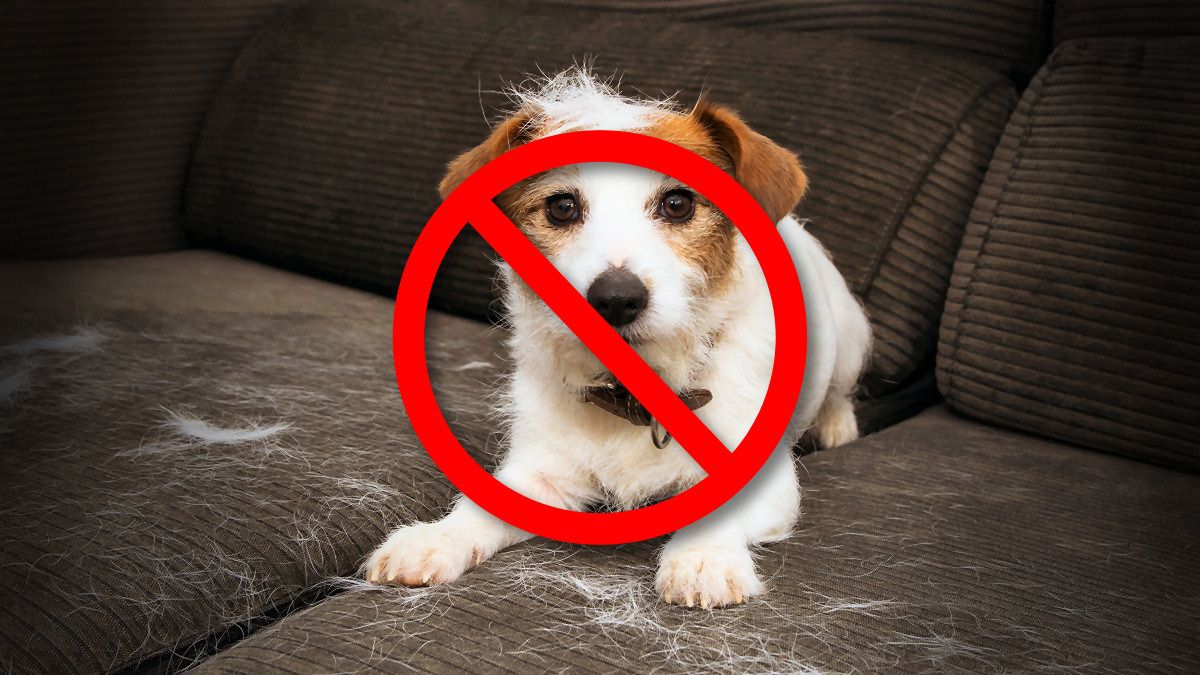 No pets: A crossed-out dog shedding on a couch.