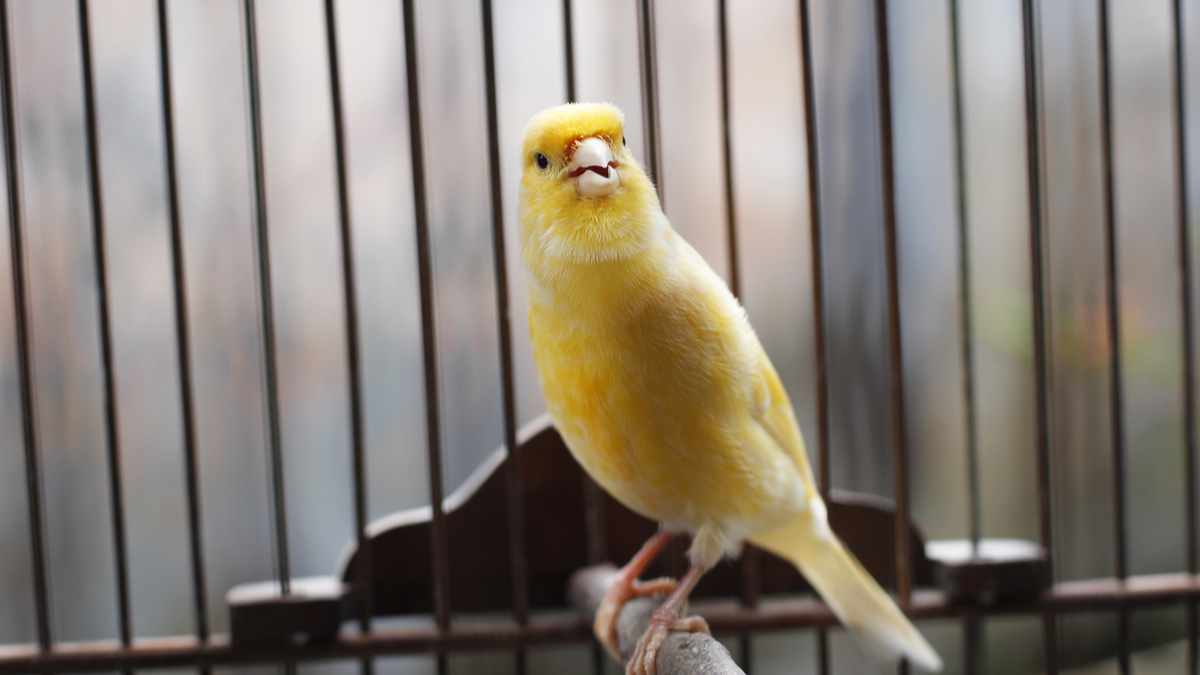 A canary in a cage.