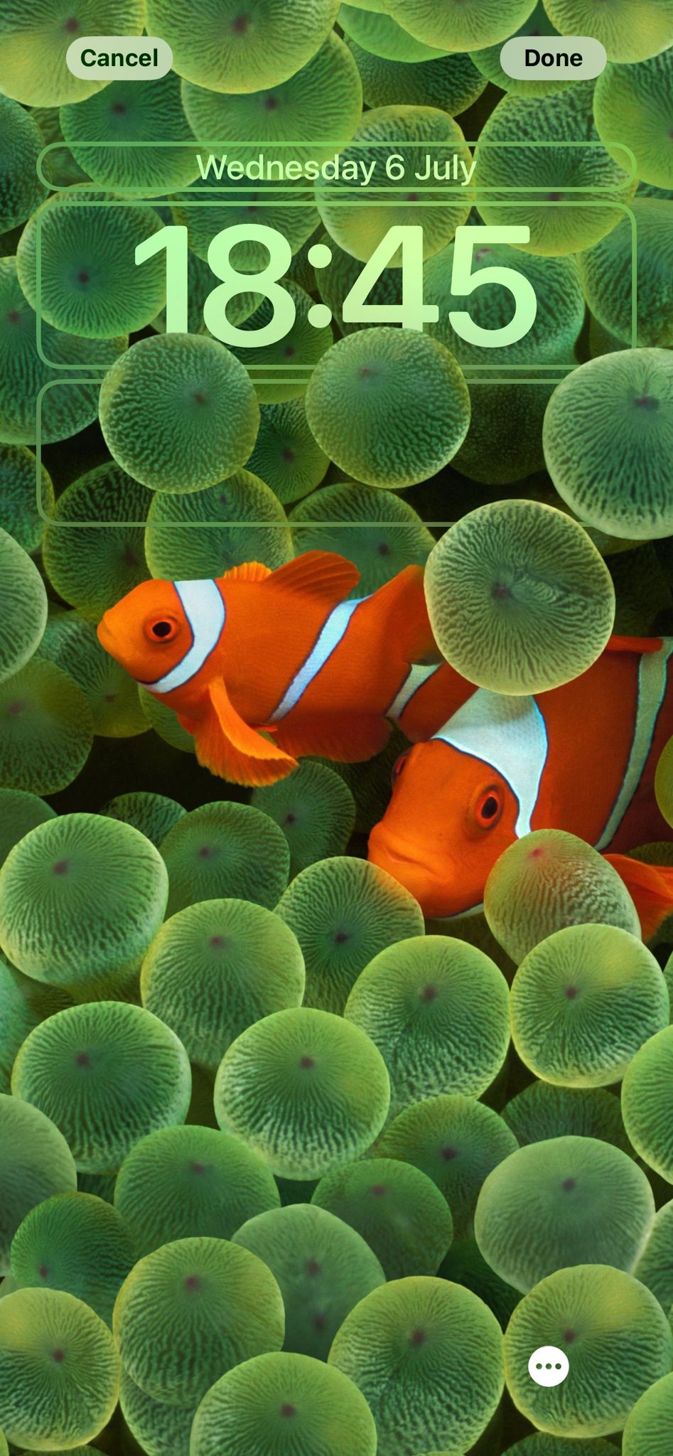 Wallpaper of two clownfishes on an iPhone