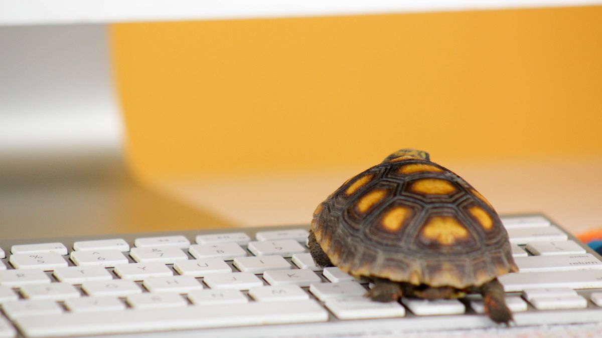 A slow turtle sitting on a computer keyboard.