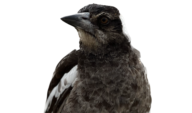 iOS 16 isolated subject