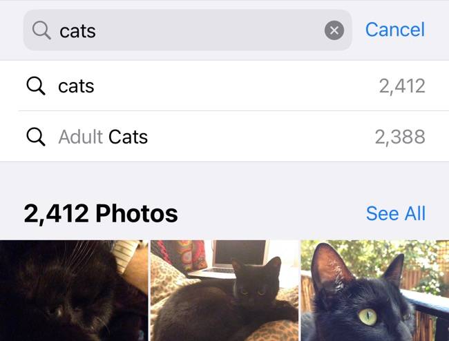 Searching for &quot;cats&quot; in the iPhone Photos app