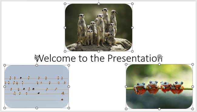 Multiple images selected in PowerPoint