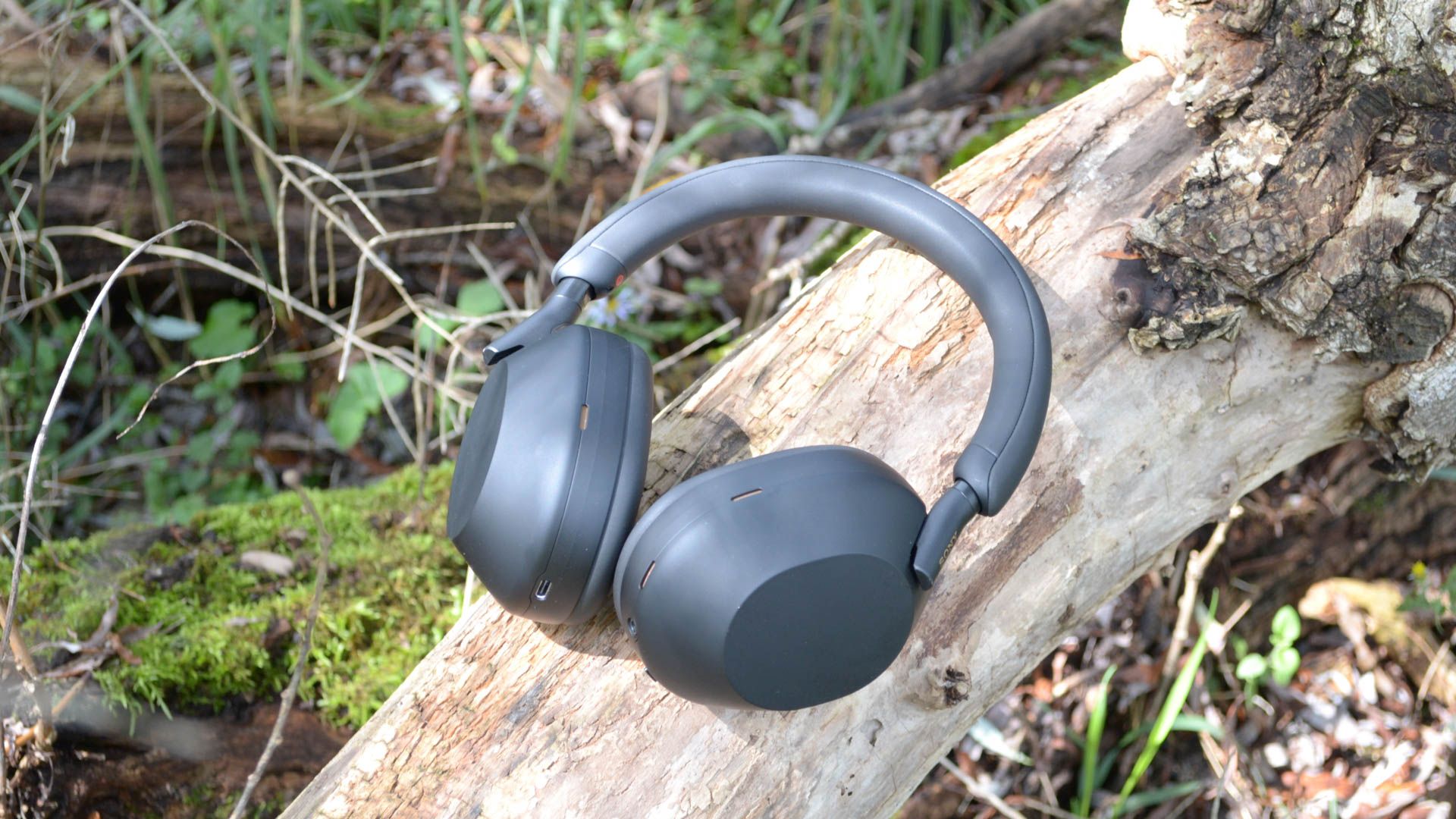 Sony WH-1000XM5 headphones on tree