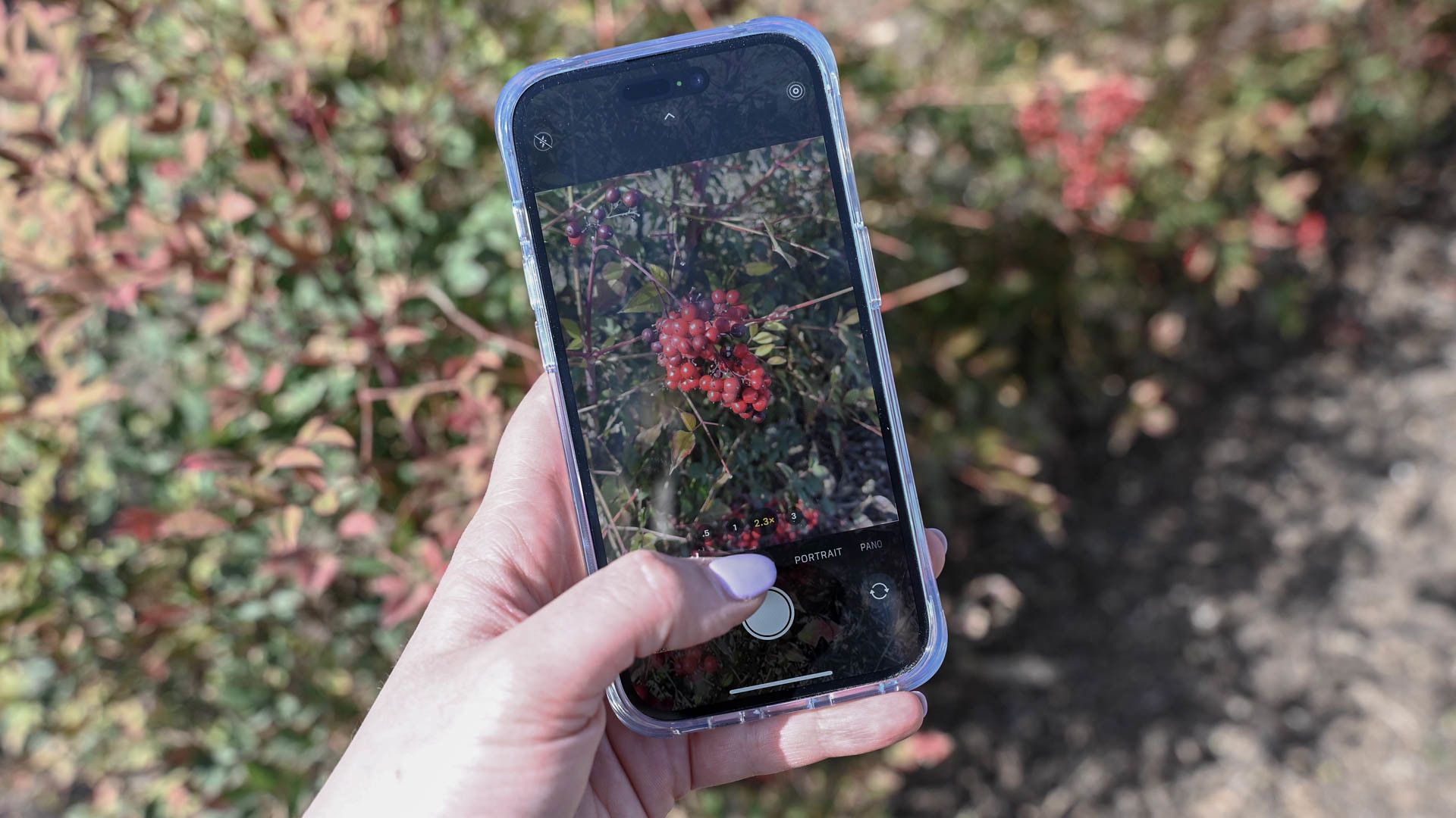 Person taking a photo of flowers with an iPhone.
