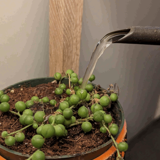 Water being poured into a potted plant.