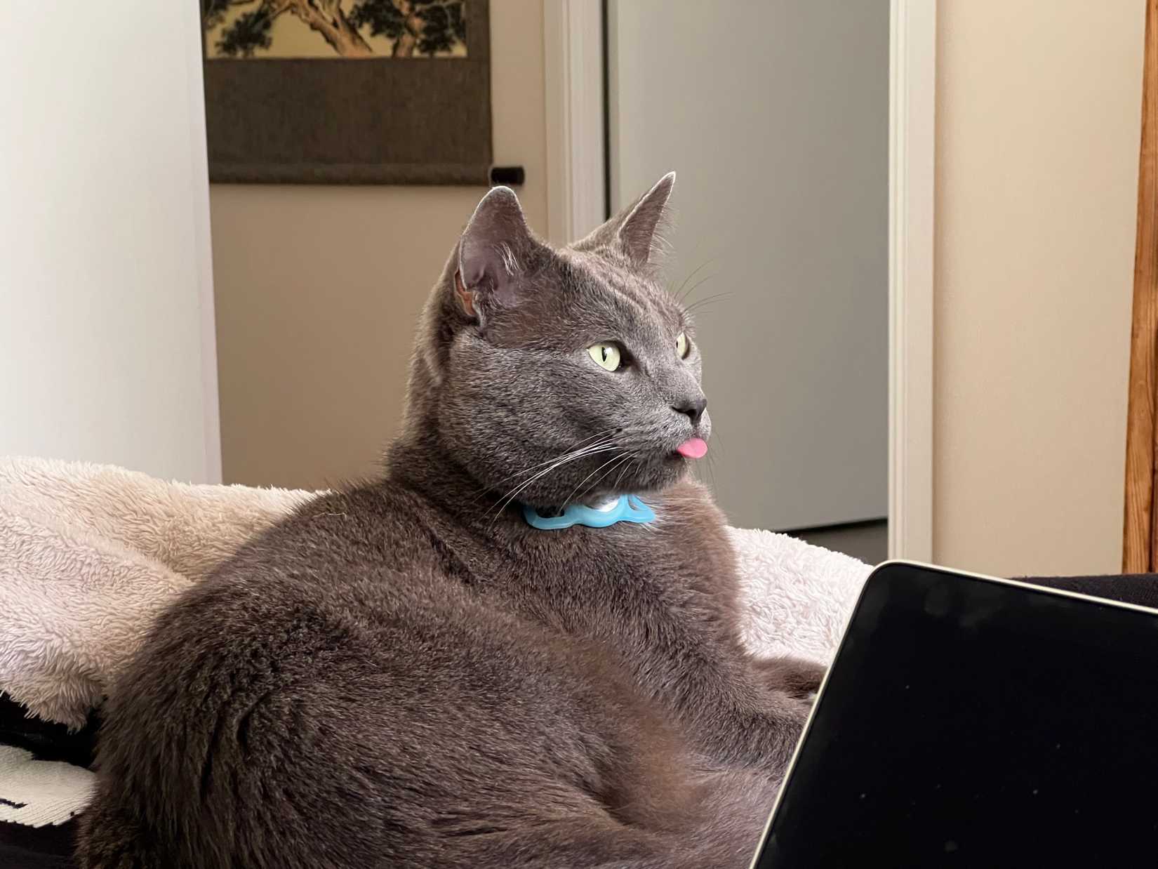 Roger with his AirTag collar visible