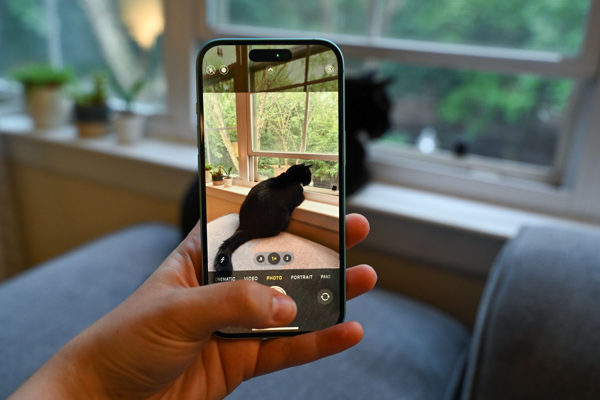A person using an iPhone to take a picture of a cute cat. 