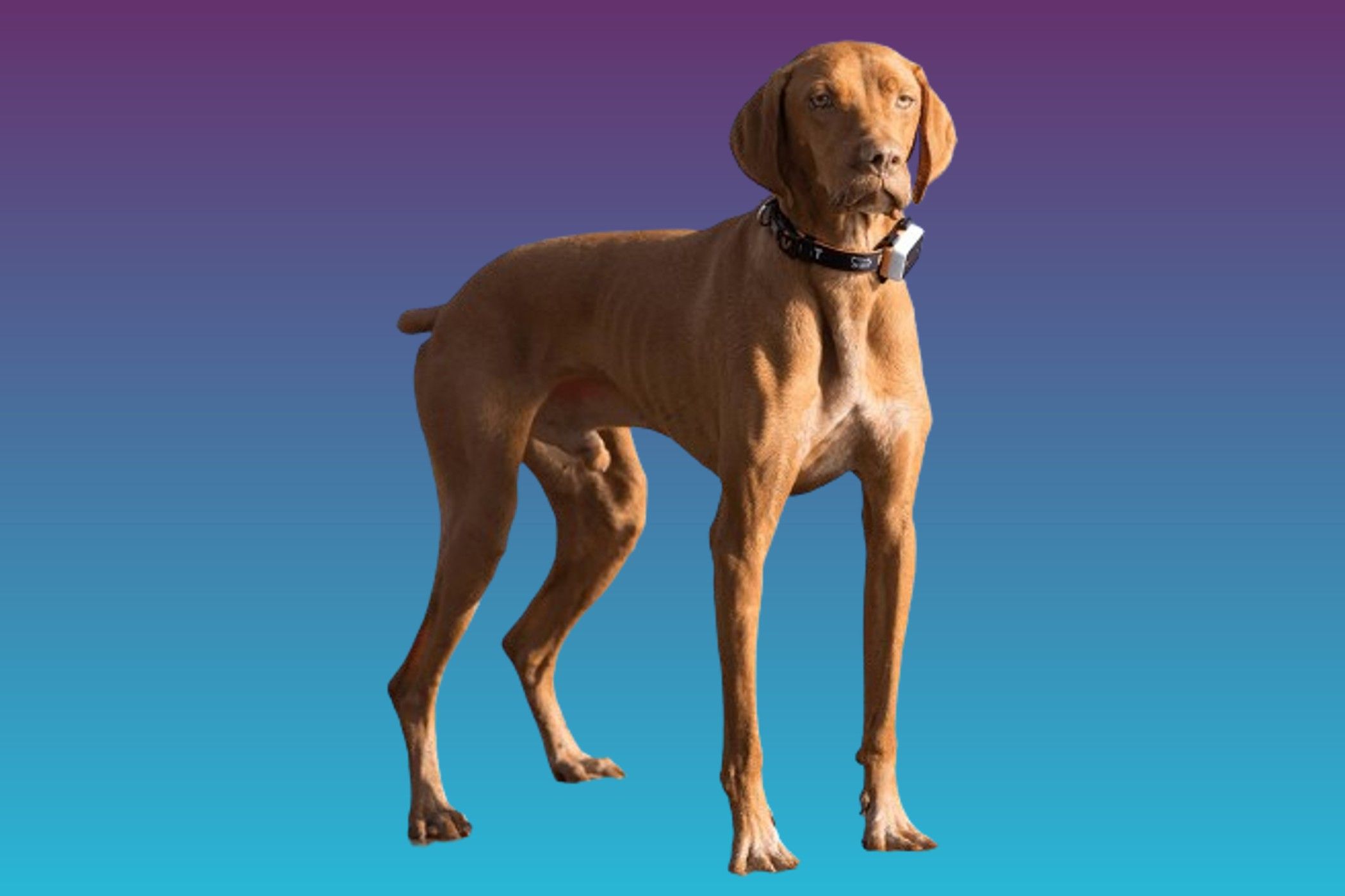 Pawfit 3s GPS Dog Tracker on gradient background