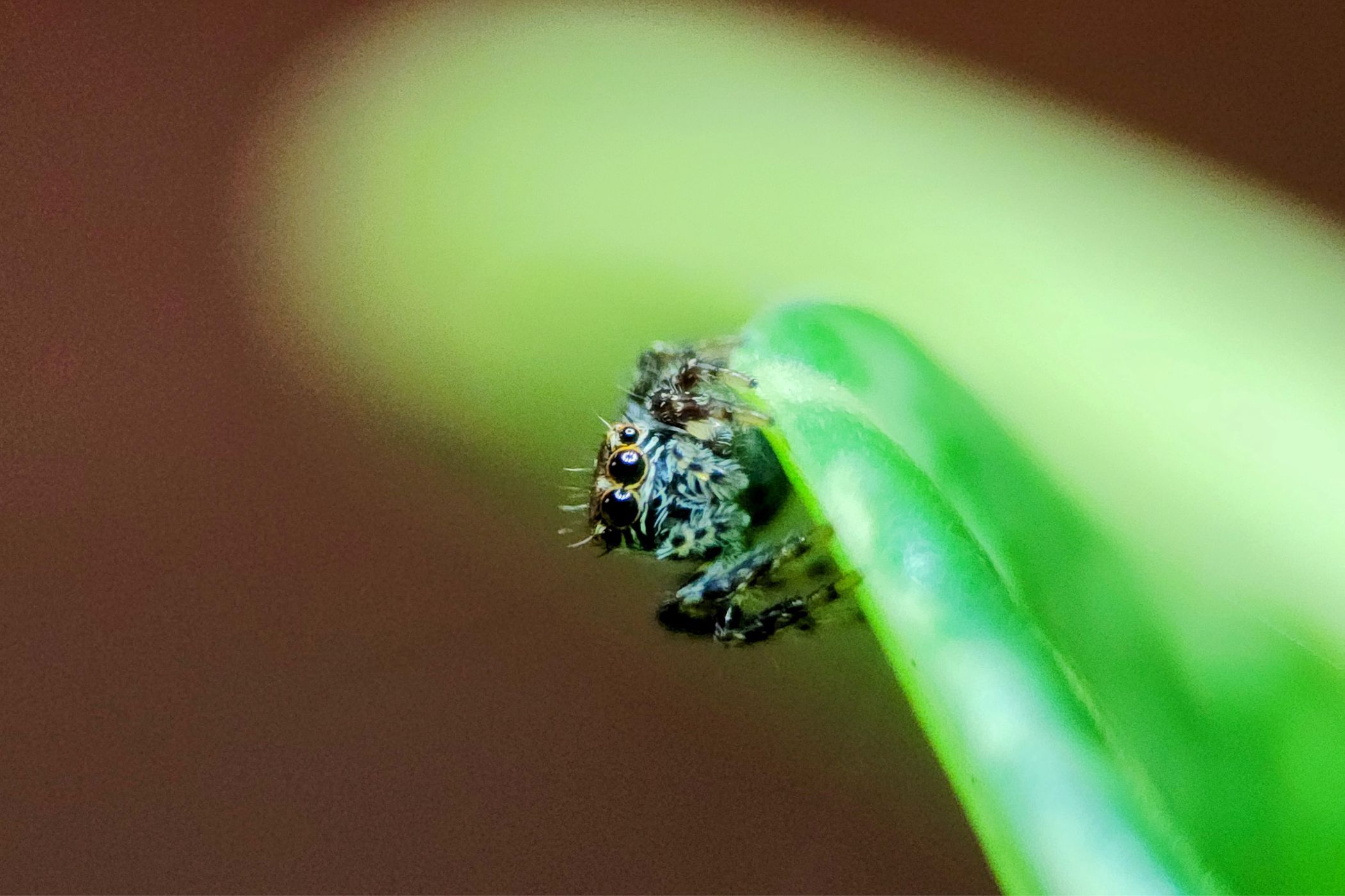 A macro photo of a jumping spider sitting on a leaf