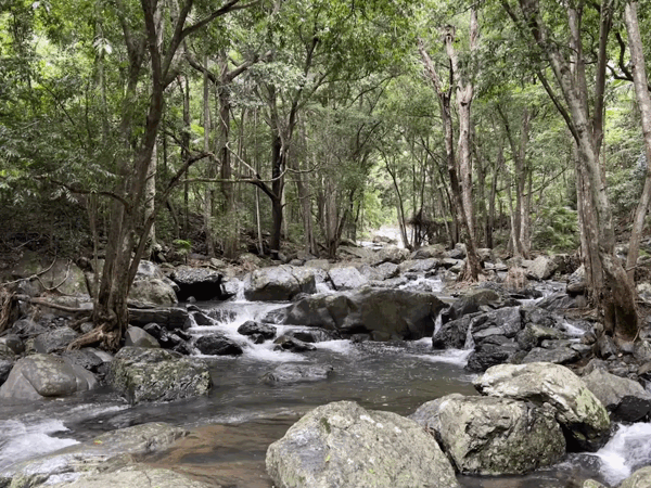 A looping GIF of a creek shot with an iPhone.