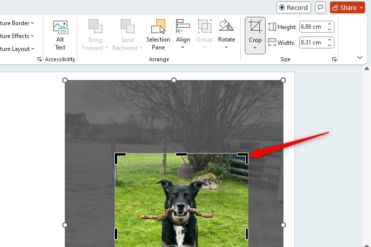A PowerPoint slide with an image being cropped, shown through the Crop icon having been selected and the black handles around the edge of the image.