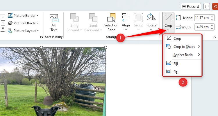 A PowerPoint slide with an image selected and the Crop drop-down option is selected to reveal the cropping options.