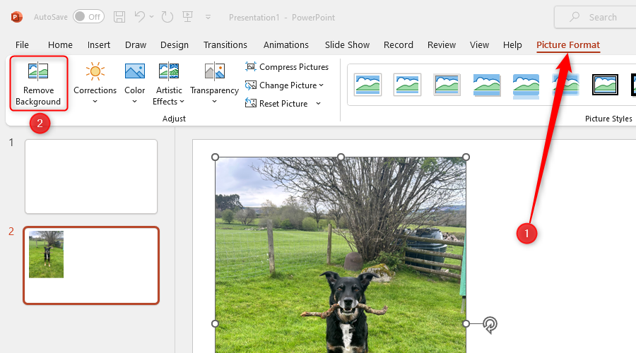A PowerPoint slide containing an image of a dog. The Picture Format and Remove Background options are higlighted.