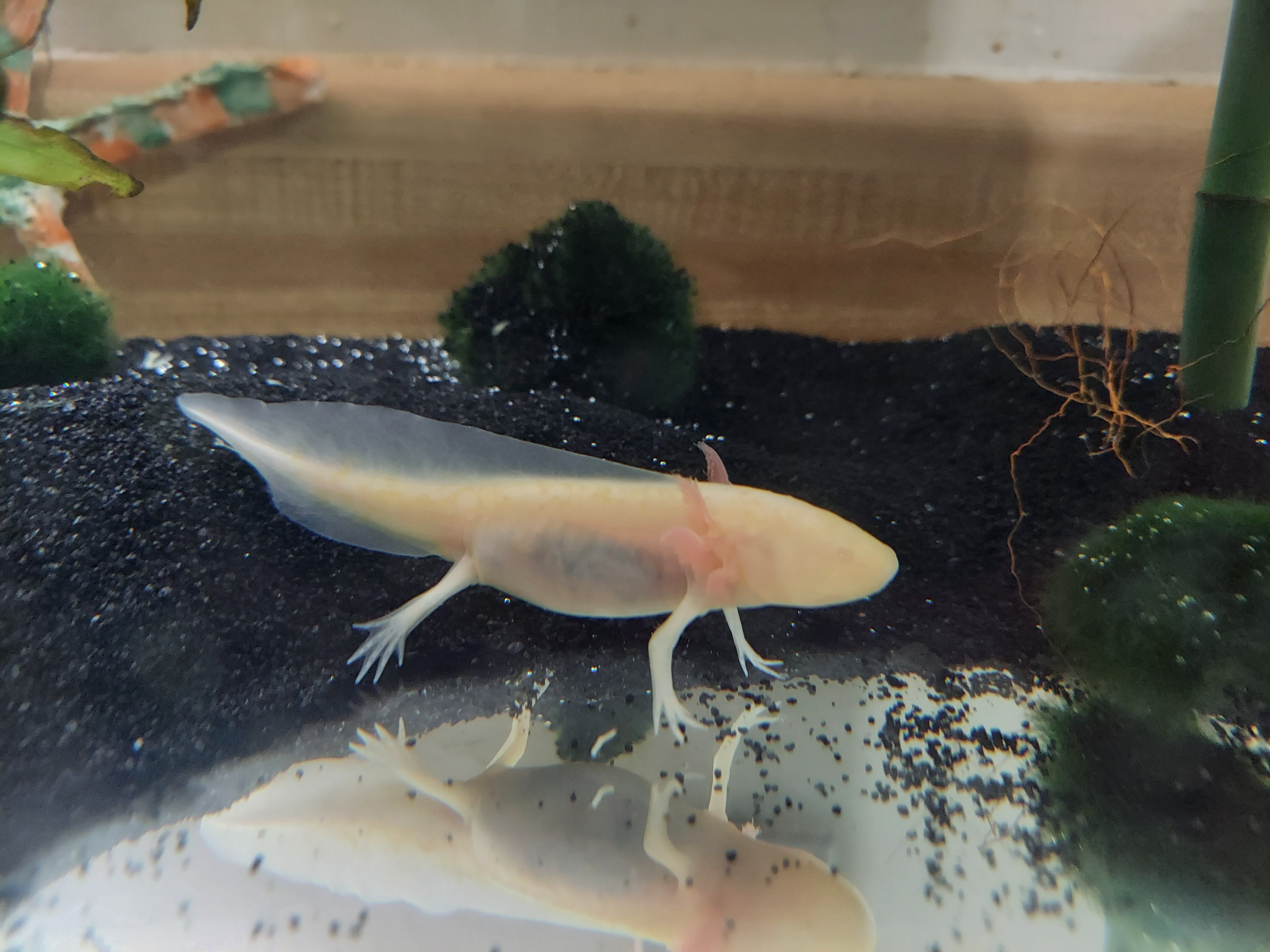 A picture of Pixel, the Axolotl, after eating his fish friend.