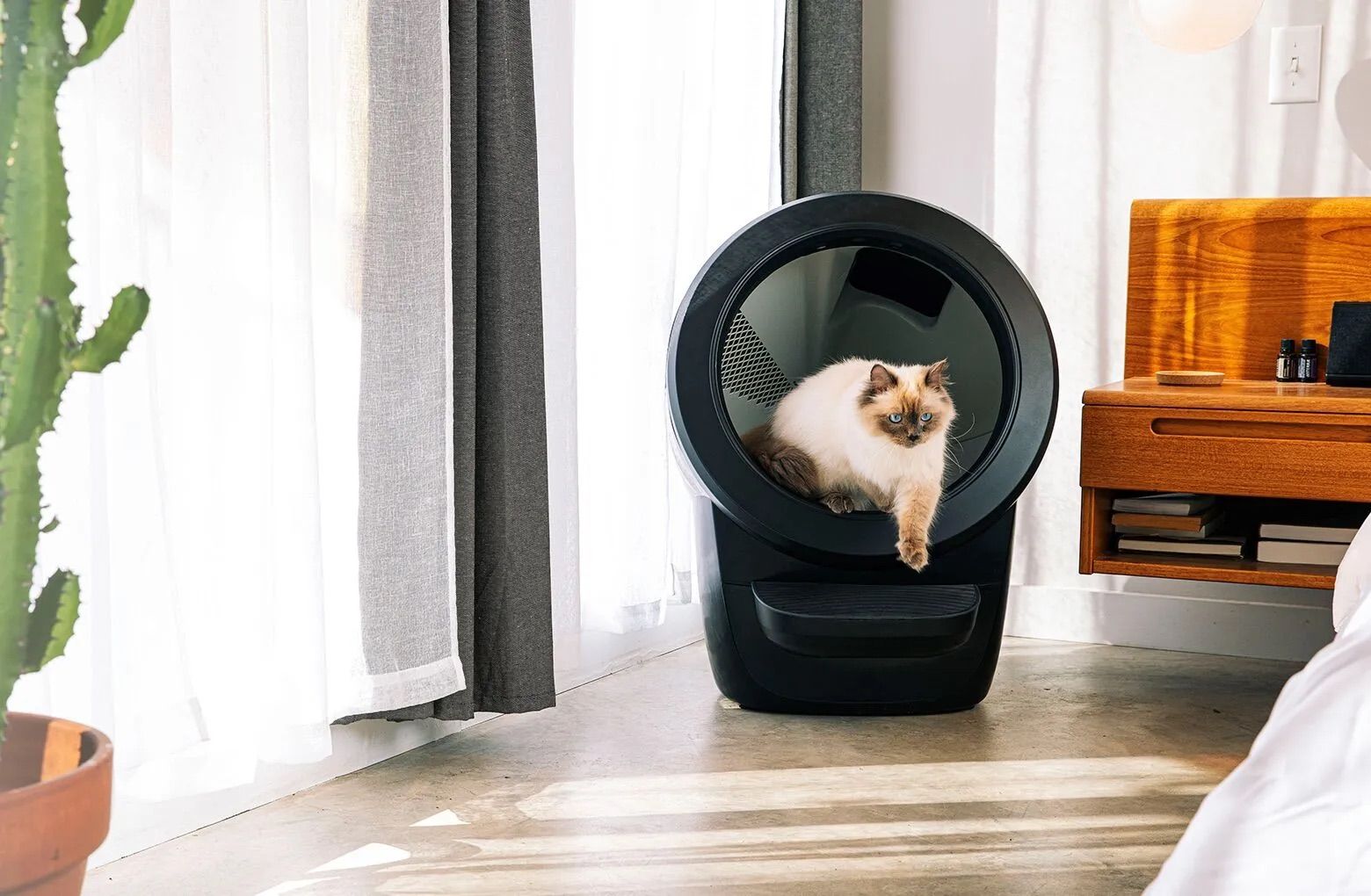 Cat using a black Litter-Robot 4.