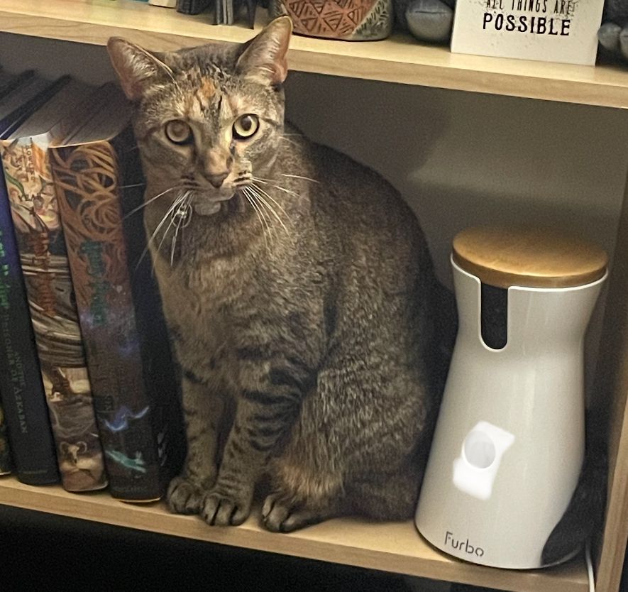 Tabby cat sitting next to Furbo 360 Cat Camera.