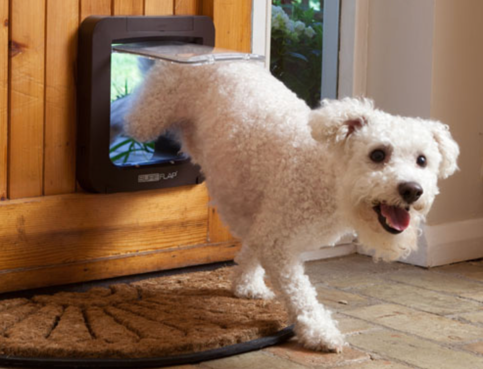 White dog exiting a home through the SureFlap Smart Pet Door.