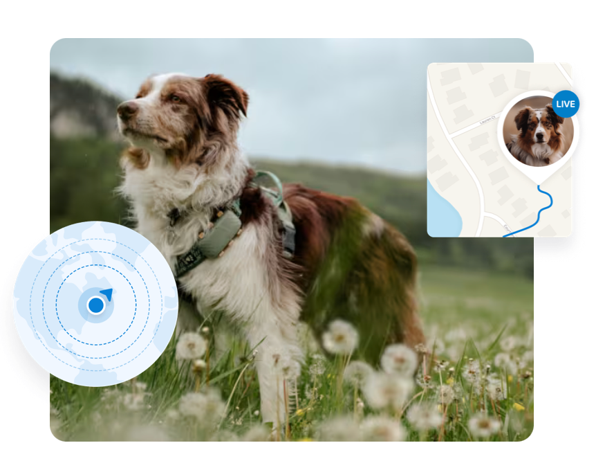 Dog wearing Tractive GPS collar showing its location and path on a map.